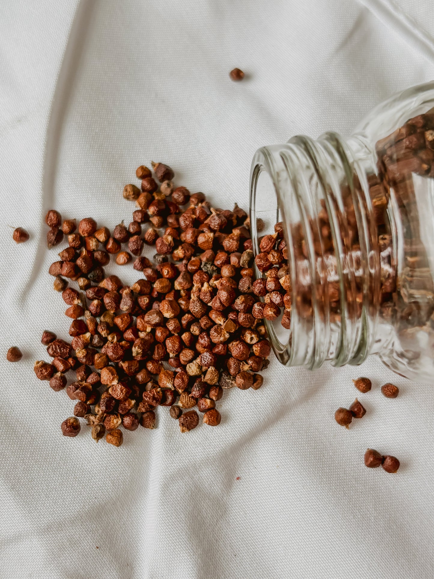 Grains of Paradise (Whole Seeds)