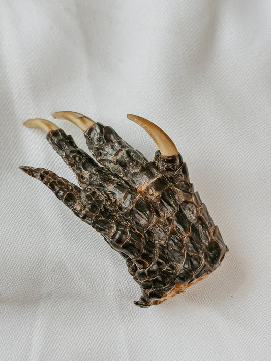 🐊 Alligator Foot