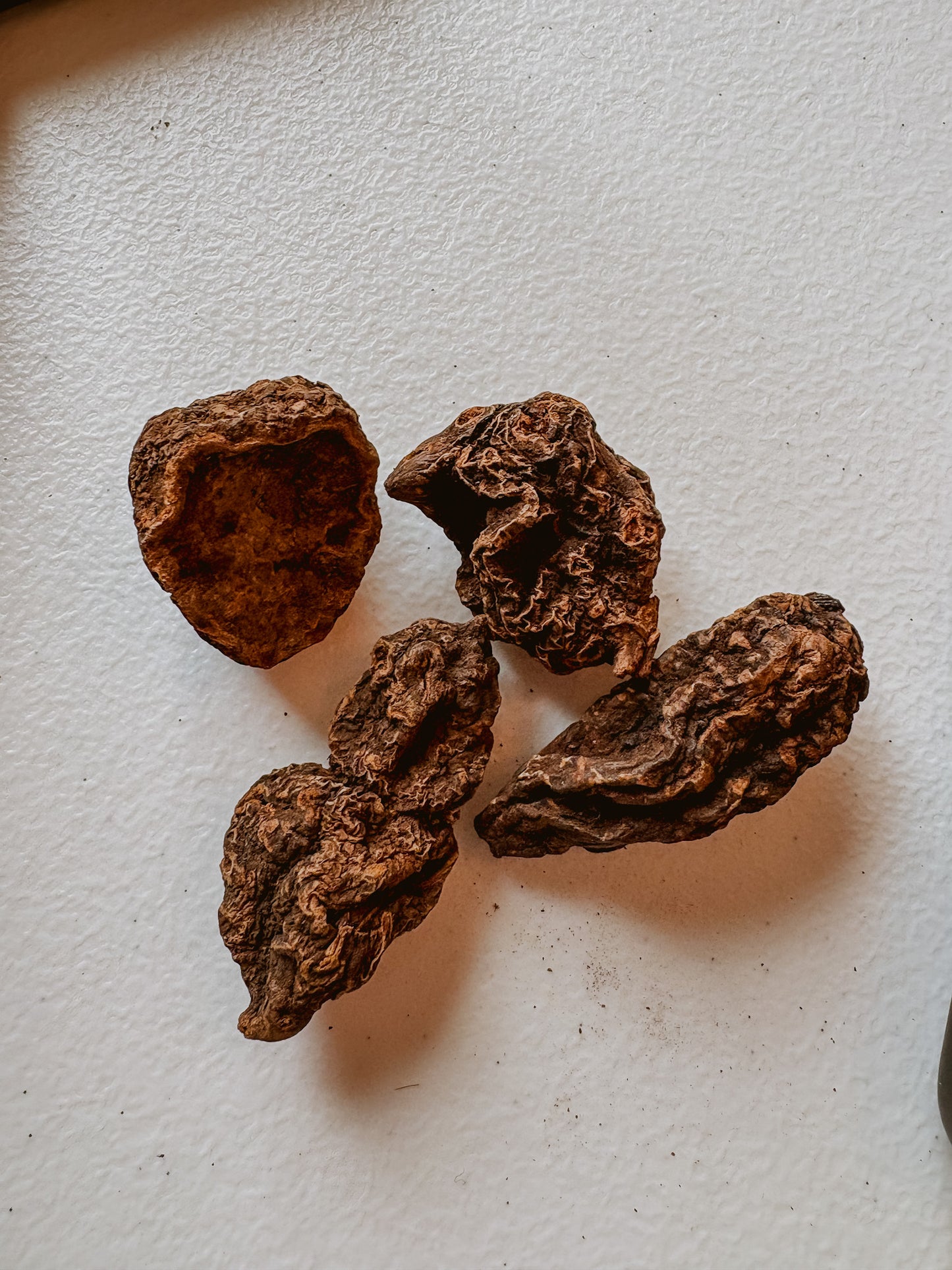 Whole High John the Conqueror Root (1 Root)